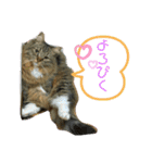 短足マンチカンのクリスタちゃん♀6（個別スタンプ：10）