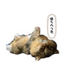 短足マンチカンのクリスタちゃん♀6（個別スタンプ：11）