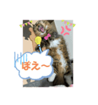 短足マンチカンのクリスタちゃん♀6（個別スタンプ：14）