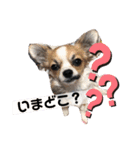 我が家のS.M.K.N.B（個別スタンプ：2）