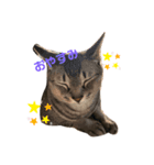 いっぱい猫スタンプ（個別スタンプ：1）
