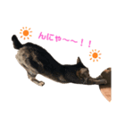 いっぱい猫スタンプ（個別スタンプ：3）