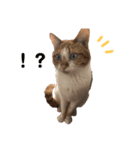 いっぱい猫スタンプ（個別スタンプ：4）