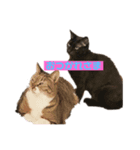 いっぱい猫スタンプ（個別スタンプ：6）