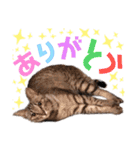 とら日記4（個別スタンプ：5）