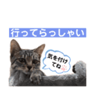 とら日記4（個別スタンプ：8）