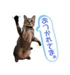 とら日記4（個別スタンプ：9）
