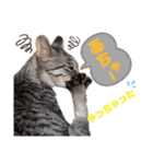 とら日記4（個別スタンプ：10）