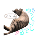 とら日記4（個別スタンプ：13）