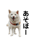 白柴わさびとわさびのお友達。（個別スタンプ：1）