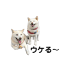 白柴わさびとわさびのお友達。（個別スタンプ：5）