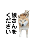 白柴わさびとわさびのお友達。（個別スタンプ：33）