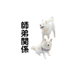 白柴わさびとわさびのお友達。（個別スタンプ：34）