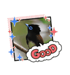 野鳥のさえずり④（個別スタンプ：1）