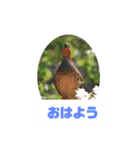 野鳥のさえずり④（個別スタンプ：3）