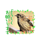 野鳥のさえずり④（個別スタンプ：4）