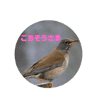 野鳥のさえずり④（個別スタンプ：7）