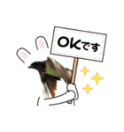 野鳥のさえずり④（個別スタンプ：8）