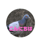 野鳥のさえずり④（個別スタンプ：9）