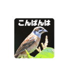 野鳥のさえずり④（個別スタンプ：10）