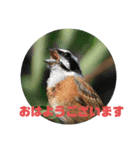 野鳥のさえずり④（個別スタンプ：11）