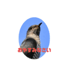 野鳥のさえずり④（個別スタンプ：12）