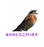 野鳥のさえずり④（個別スタンプ：13）