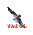 野鳥のさえずり④（個別スタンプ：15）