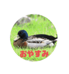野鳥のさえずり④（個別スタンプ：16）