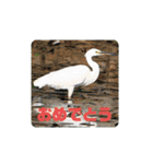 野鳥のさえずり④（個別スタンプ：17）