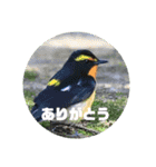 野鳥のさえずり④（個別スタンプ：18）