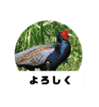 野鳥のさえずり④（個別スタンプ：19）