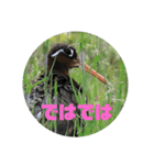 野鳥のさえずり④（個別スタンプ：20）