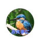 野鳥のさえずり④（個別スタンプ：21）