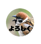 野鳥のさえずり④（個別スタンプ：22）