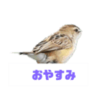 野鳥のさえずり④（個別スタンプ：23）
