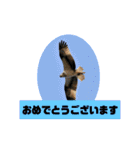 野鳥のさえずり④（個別スタンプ：24）