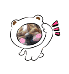 ぶー、大福、ゴンちゃんたち（個別スタンプ：5）