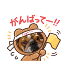 ぶー、大福、ゴンちゃんたち（個別スタンプ：16）