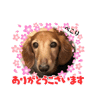 ぷりぷりプリンちゃんのスタンプ（個別スタンプ：5）