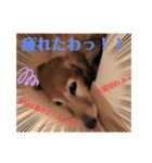 ぷりぷりプリンちゃんのスタンプ（個別スタンプ：7）