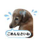 ぷりぷりプリンちゃんのスタンプ（個別スタンプ：8）