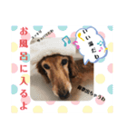 ぷりぷりプリンちゃんのスタンプ（個別スタンプ：12）