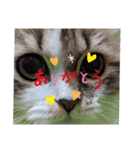 猛獣くるみの日常（個別スタンプ：2）