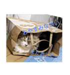 猛獣くるみの日常（個別スタンプ：3）