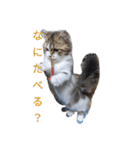 猛獣くるみの日常（個別スタンプ：10）