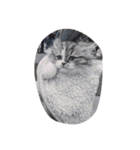 猛獣くるみの日常（個別スタンプ：16）
