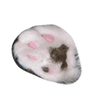 猛獣くるみの日常（個別スタンプ：19）