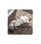 猛獣くるみの日常（個別スタンプ：20）