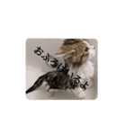 猛獣くるみの日常（個別スタンプ：21）